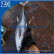 Landfrozen Pacific Bluefin Tuna fish